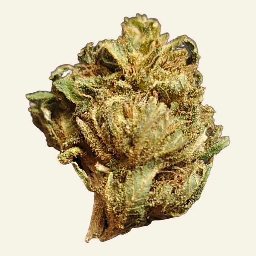 Lemon Haze CBD, cogollo compacto, verde claro